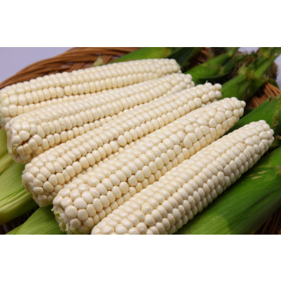 [행사특가][더기다림]괴산 찐 냉동 미백 찰 옥수수[3입] [16cm~20cm]